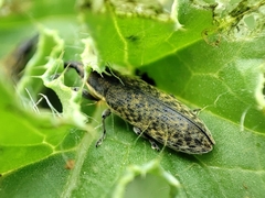 Lixus filiformis