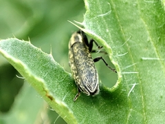 Lixus filiformis