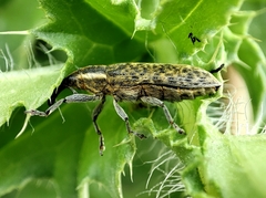 Lixus filiformis