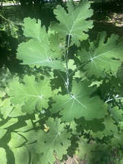 Macleaya