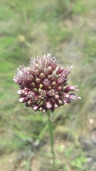 Allium