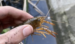 Procambarus virginalis