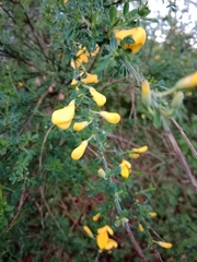 Cytisus scoparius