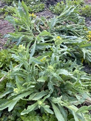 Tephroseris palustris