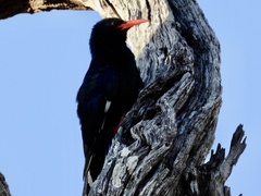 Phoeniculus purpureus marwitzi