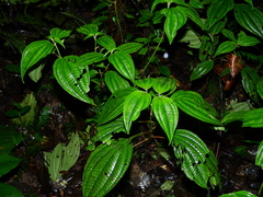 Miconia trichocalyx