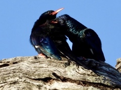 Phoeniculus purpureus marwitzi