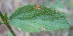 Hibiscus micranthus