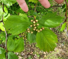Crataegus macracantha