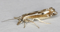 Crambus alienellus