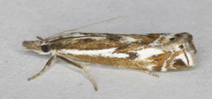Crambus alienellus