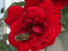 Eristalinus aeneus