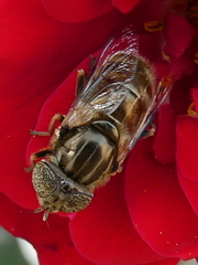 Eristalinus aeneus