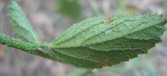 Hibiscus micranthus
