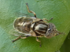 Eristalinus aeneus