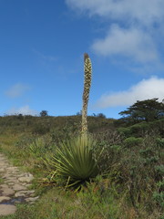 Puya goudotiana