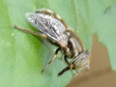 Eristalinus aeneus