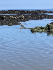 Ardea cinerea