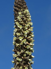 Puya goudotiana