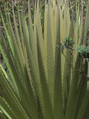 Puya goudotiana