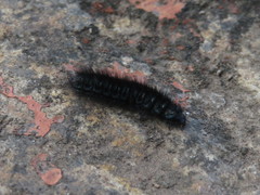 Astylus aulicus