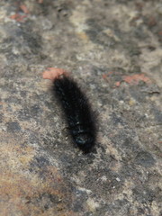 Astylus aulicus