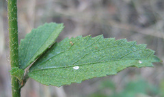 Hibiscus micranthus