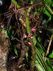 Miconia trichocalyx