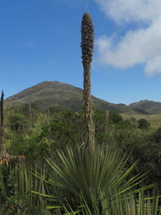 Puya goudotiana