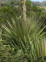 Puya goudotiana