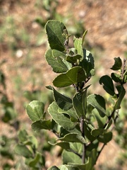 Grewia vernicosa