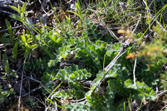 Cirsium acaule