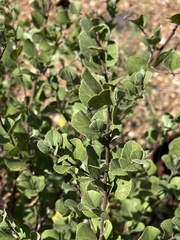 Grewia vernicosa