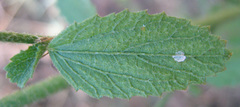 Hibiscus micranthus