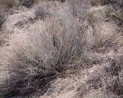 Tetradymia tetrameres
