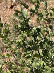 Grewia vernicosa