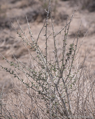 Tetradymia tetrameres