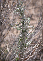 Tetradymia tetrameres