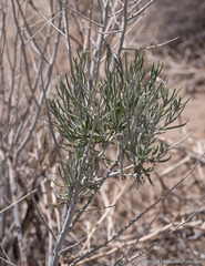 Tetradymia tetrameres