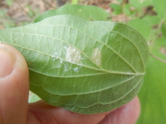 Parallelodiplosis subtruncata