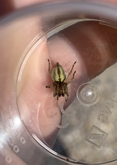 Cheiracanthium punctorium