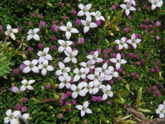 Arcytophyllum muticum