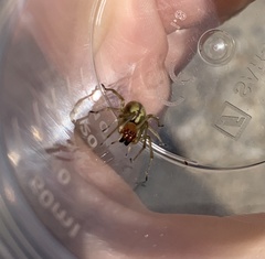 Cheiracanthium punctorium