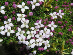 Arcytophyllum muticum