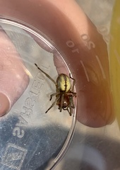 Cheiracanthium punctorium