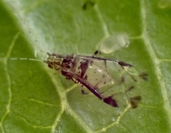 Sarucallis kahawaluokalani