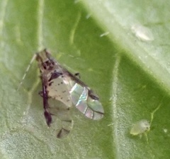 Sarucallis kahawaluokalani