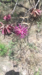 Asteraceae