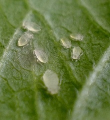 Sarucallis kahawaluokalani