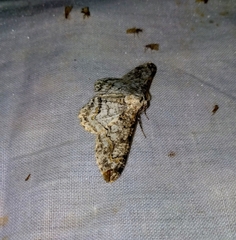 Iulotrichia decursaria